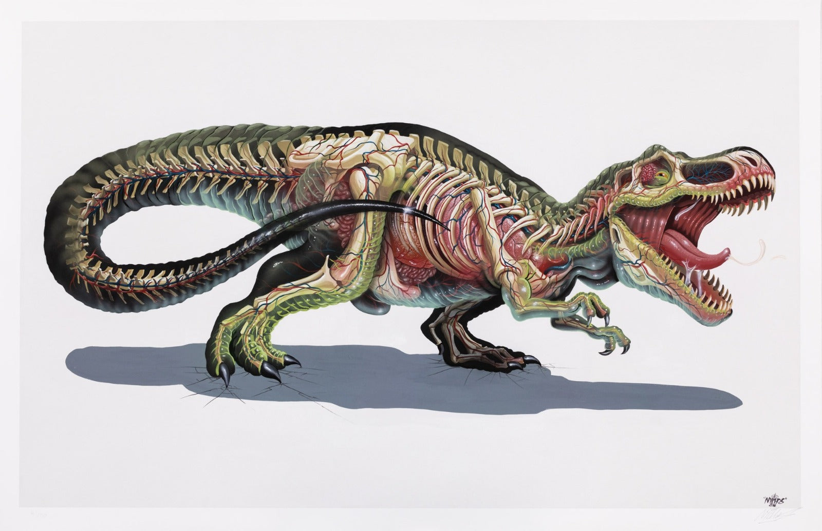 TRANSLUCENT REX